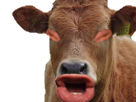 https://image.noelshack.com/fichiers/2018/47/3/1542824440-1518466375-meussou.png