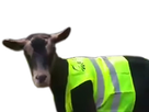 https://image.noelshack.com/fichiers/2018/47/7/1543100905-chevre-gilet-jaune.png