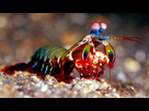 https://image.noelshack.com/minis/2018/48/1/1543189142-squille-multicolore.png