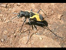 https://image.noelshack.com/minis/2018/48/1/1543191263-220px-cicindelid-bangalore.png