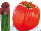 https://image.noelshack.com/fichiers/2018/48/6/1543678910-tomate-bande-concombre.png