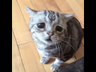 https://image.noelshack.com/fichiers/2018/49/4/1544066579-000luhu-sad-cat-1.jpg