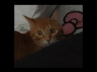 https://image.noelshack.com/fichiers/2018/49/6/1544274463-2018-12-08-14-07-57.png