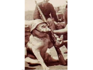 https://image.noelshack.com/minis/2018/50/1/1544444568-chien-nazi.png