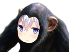 https://image.noelshack.com/fichiers/2018/50/1/1544476919-hibisinge.png