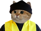 https://www.noelshack.com/2018-51-3-1545254993-1543687906-gilet-jaune-chat.png