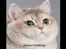 https://image.noelshack.com/fichiers/2018/51/7/1545598655-d2d1242e-27c2-42f8-a34e-5162ff0c2222.gif