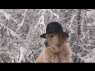 https://image.noelshack.com/fichiers/2019/02/3/1547058052-847575351-golden-retriever-drole-neige-chapeau-couvre-chef.jpg