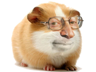 https://image.noelshack.com/fichiers/2019/03/5/1547800037-33258-full.png