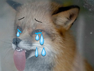 https://image.noelshack.com/fichiers/2019/04/1/1548075582-1547902022-1536080072-12fetetetetet.png
