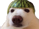 https://image.noelshack.com/fichiers/2019/04/7/1548597683-chien-melon.png