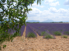 1549651051-lavande-a-valencole-07-07-08-040.png