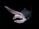 https://www.noelshack.com/2019-06-7-1549822283-ob-b287dc-orphee-aux-abysses-requin-lutin.jpg