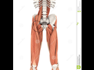 https://www.noelshack.com/2019-08-1-1550505163-anatomie-superieure-de-jambes-et-muscles-psoas-103750833.jpg