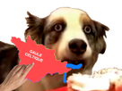 https://image.noelshack.com/minis/2019/08/4/1550738469-chiengaule.png