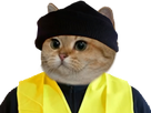 https://image.noelshack.com/fichiers/2019/08/4/1550738855-1543687906-gilet-jaune-chat.png