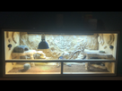 Pogona peureux 1550954788-img-0132