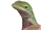 https://image.noelshack.com/fichiers/2019/10/1/1551729092-gecko-2.png