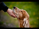 https://image.noelshack.com/minis/2019/10/4/1551964566-caresser-chien-samuel.png