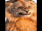 https://image.noelshack.com/fichiers/2019/11/2/1552420104-lion.png