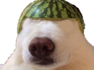 https://image.noelshack.com/fichiers/2019/13/1/1553488510-chienmelonnoeye.png