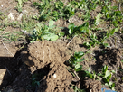 Qui fait du pois d'hiver ?. - Page 4 1553690848-20190326-123326