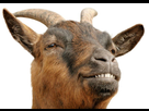 https://image.noelshack.com/fichiers/2019/13/7/1553990004-goat-png-face-738-523.jpg