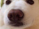 https://image.noelshack.com/fichiers/2019/13/7/1554062871-132406-full.png