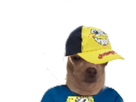 https://image.noelshack.com/fichiers/2019/14/1/1554155603-81395-full.png