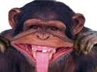 https://image.noelshack.com/fichiers/2019/15/3/1554896248-sans-titr2e-1.jpg