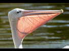 https://image.noelshack.com/fichiers/2019/16/5/1555658100-pelican-pink-backed.jpg