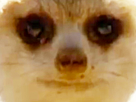 https://image.noelshack.com/fichiers/2019/17/1/1555960137-suricate.png