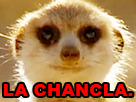 https://image.noelshack.com/fichiers/2019/17/1/1555961083-suricate-chancla.png