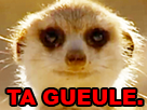 https://image.noelshack.com/fichiers/2019/17/1/1555961239-suricate-ta-gueule.png
