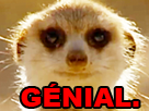https://image.noelshack.com/fichiers/2019/17/1/1555961381-suricate-genial.png