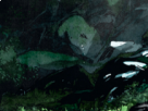 https://image.noelshack.com/fichiers/2019/17/2/1556009798-19-zaftge2l.png