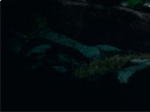https://image.noelshack.com/fichiers/2019/17/2/1556009798-21-zaftge2l.png
