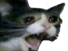 https://image.noelshack.com/fichiers/2019/17/6/1556369107-11003-full.png