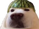 https://image.noelshack.com/fichiers/2019/17/7/1556405454-1548613428-chien-melon7.png