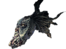 https://image.noelshack.com/fichiers/2019/18/7/1557071741-ludwig.png