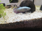 Un nouveau co locataire pour un aquariophile heureux 1557776166-img-20190513-191539