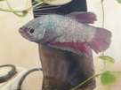 Un nouveau co locataire pour un aquariophile heureux 1557776182-img-20190513-190724