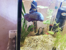 Un nouveau co locataire pour un aquariophile heureux 1557776222-img-20190513-191515