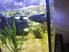 Un nouveau co locataire pour un aquariophile heureux 1557776331-img-20190513-200425