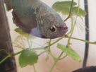 Un nouveau co locataire pour un aquariophile heureux 1557776447-img-20190513-190802
