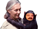 https://image.noelshack.com/fichiers/2019/21/7/1558896172-jane-goodall-calin-risitas.jpg