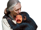 https://image.noelshack.com/fichiers/2019/21/7/1558896289-jane-goodall-bisou-avortin.jpg