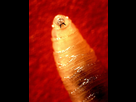 https://www.noelshack.com/2019-22-3-1559165638-screwworm-larva.jpg