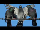 https://www.noelshack.com/2019-22-6-1559382471-pigeon-mentality-could-help-humans-switch-between-tasks-scientists-say-136406725444103901-160610141003.jpg