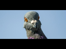 https://www.noelshack.com/2019-22-7-1559472856-we-should-definitely-call-pigeons-rock-doves-again-audubon-audubonorg-2230073.jpg